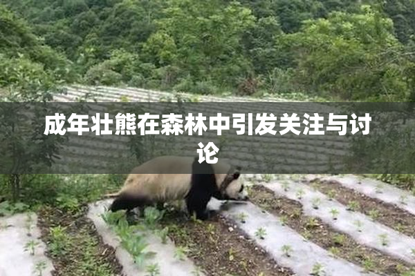 成年壮熊在森林中引发关注与讨论