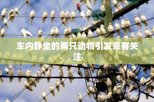 车内静坐的两只动物引发乘客关注