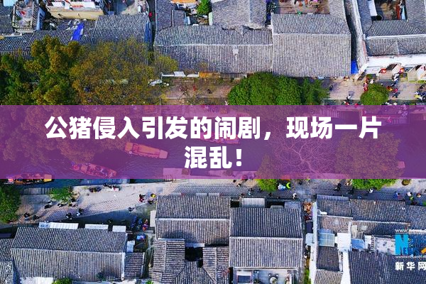 公猪侵入引发的闹剧，现场一片混乱！
