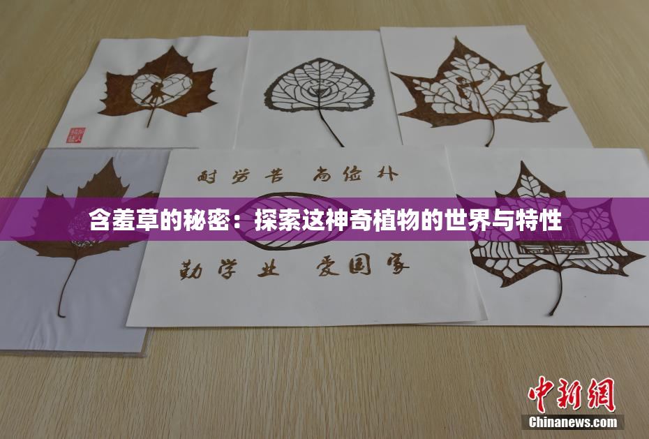 含羞草的秘密：探索这神奇植物的世界与特性
