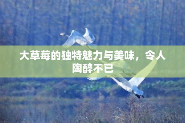 大草莓的独特魅力与美味，令人陶醉不已