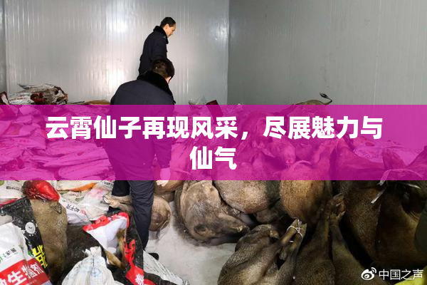 云霄仙子再现风采，尽展魅力与仙气