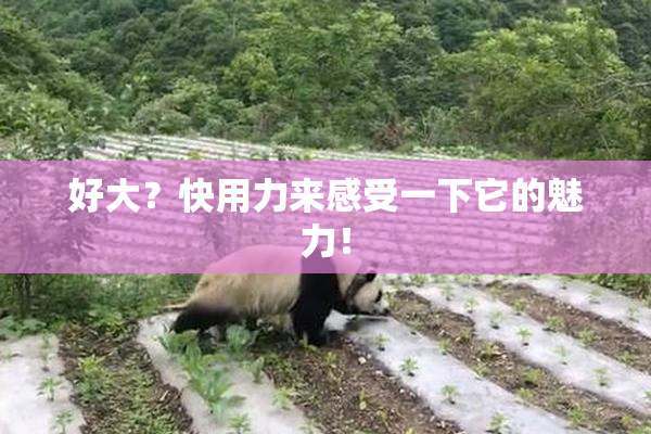 好大？快用力来感受一下它的魅力！