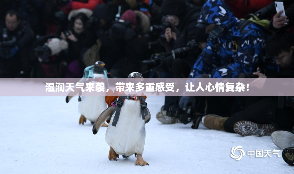 湿润天气来袭，带来多重感受，让人心情复杂！