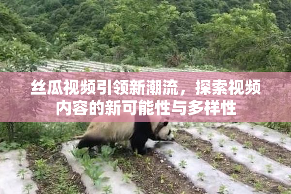 丝瓜视频引领新潮流，探索视频内容的新可能性与多样性