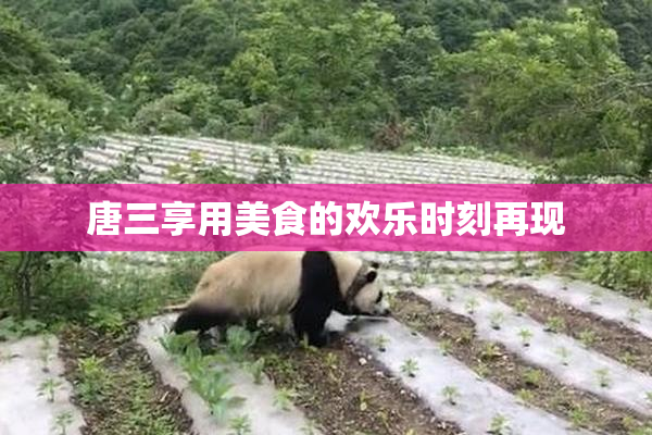 唐三享用美食的欢乐时刻再现