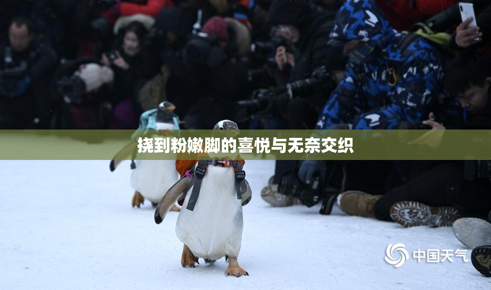 挠到粉嫩脚的喜悦与无奈交织