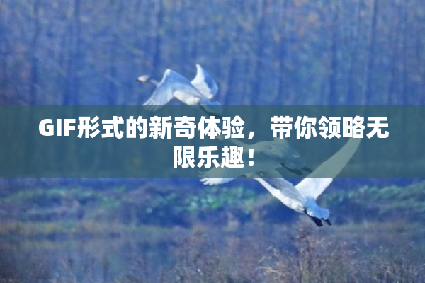 GIF形式的新奇体验，带你领略无限乐趣！