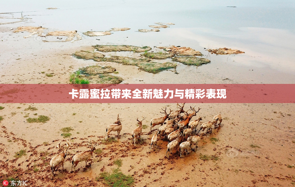 卡露蜜拉带来全新魅力与精彩表现