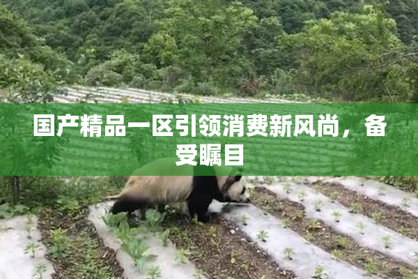 国产精品一区引领消费新风尚，备受瞩目