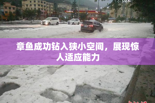 章鱼成功钻入狭小空间，展现惊人适应能力
