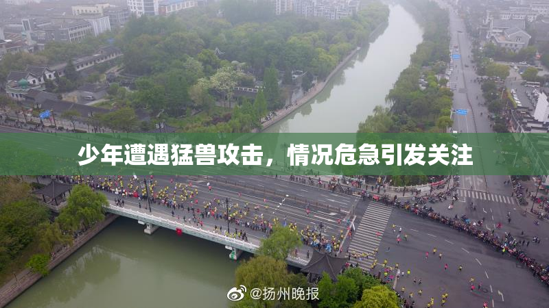 少年遭遇猛兽攻击，情况危急引发关注