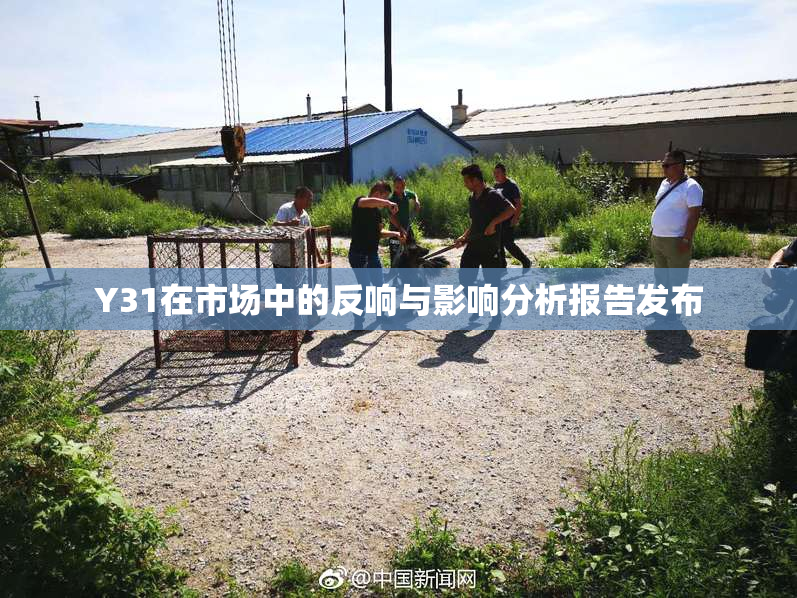 Y31在市场中的反响与影响分析报告发布