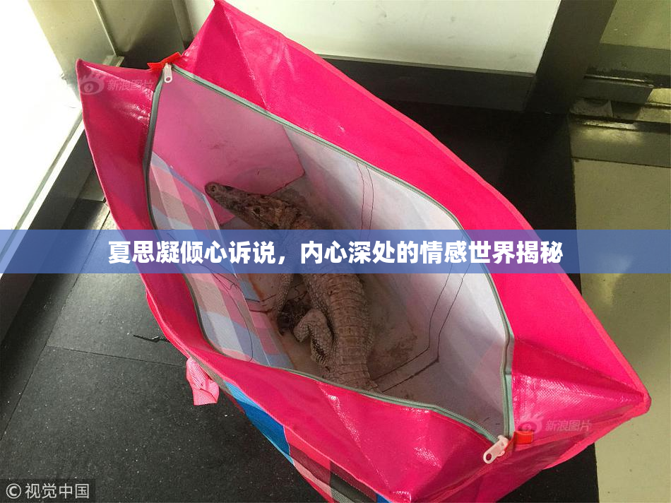 夏思凝倾心诉说，内心深处的情感世界揭秘