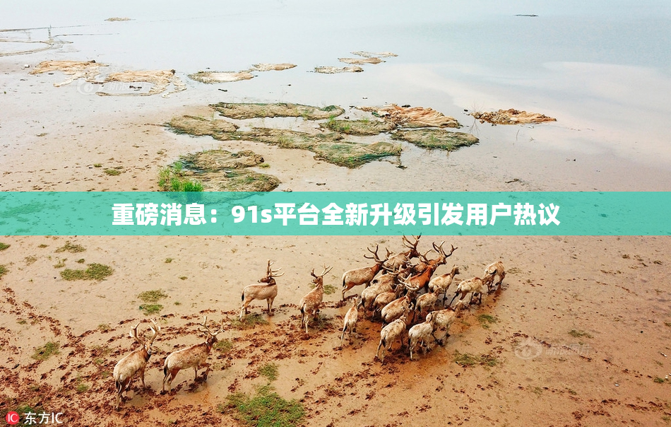 重磅消息：91s平台全新升级引发用户热议
