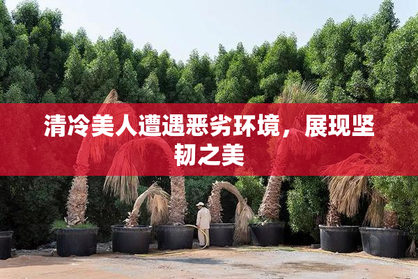 清冷美人遭遇恶劣环境，展现坚韧之美
