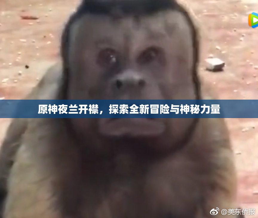 原神夜兰开襟，探索全新冒险与神秘力量