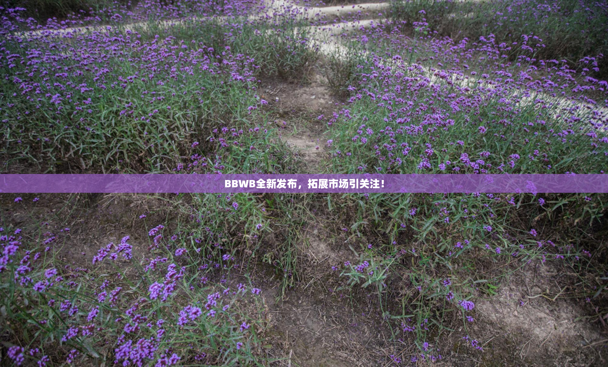 BBWB全新发布，拓展市场引关注！