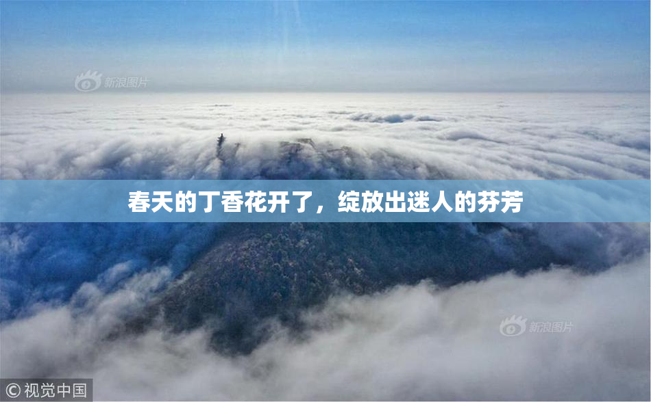 春天的丁香花开了，绽放出迷人的芬芳
