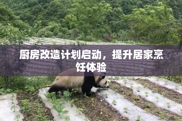 厨房改造计划启动，提升居家烹饪体验