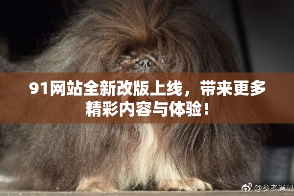 91网站全新改版上线，带来更多精彩内容与体验！