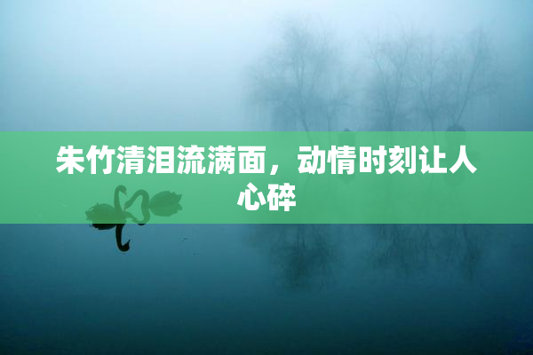 朱竹清泪流满面，动情时刻让人心碎