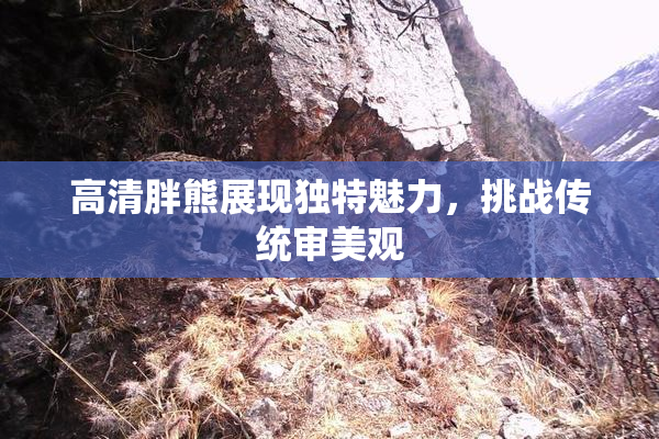 高清胖熊展现独特魅力，挑战传统审美观