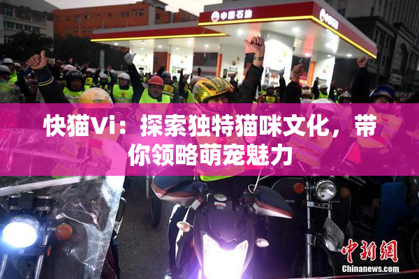 快猫Vi：探索独特猫咪文化，带你领略萌宠魅力