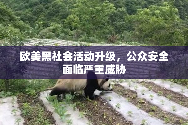 欧美黑社会活动升级，公众安全面临严重威胁