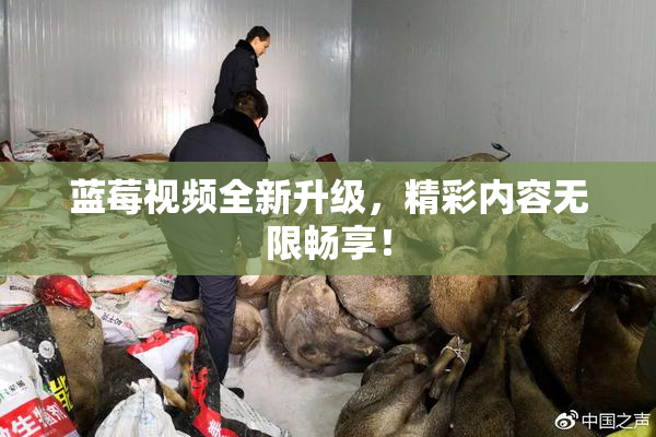 蓝莓视频全新升级，精彩内容无限畅享！