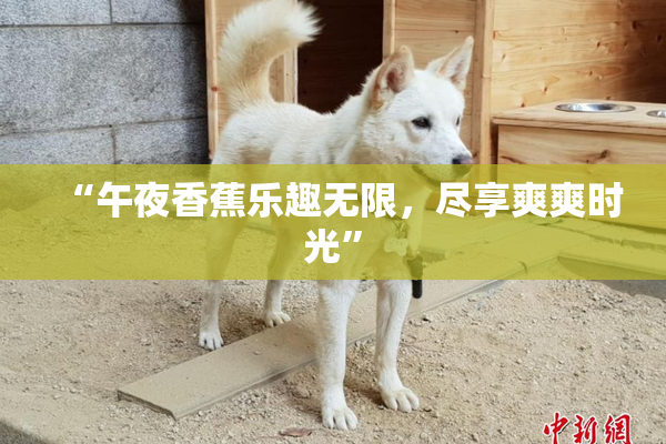 “午夜香蕉乐趣无限，尽享爽爽时光”