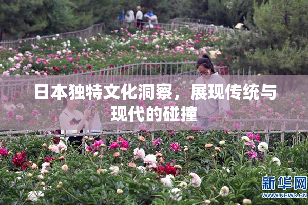 日本独特文化洞察，展现传统与现代的碰撞