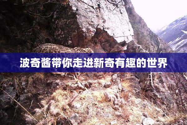 波奇酱带你走进新奇有趣的世界