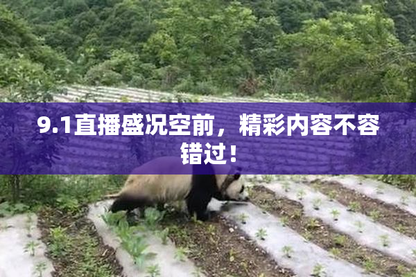 9.1直播盛况空前，精彩内容不容错过！