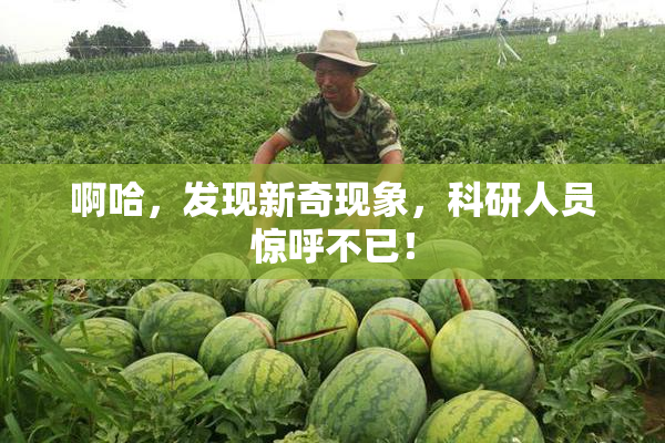 啊哈，发现新奇现象，科研人员惊呼不已！