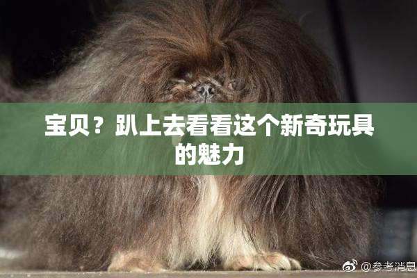 宝贝？趴上去看看这个新奇玩具的魅力