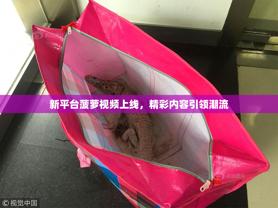 新平台菠萝视频上线，精彩内容引领潮流