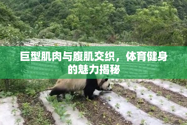 巨型肌肉与腹肌交织，体育健身的魅力揭秘