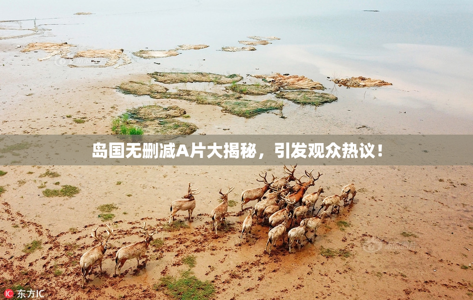 岛国无删减A片大揭秘，引发观众热议！