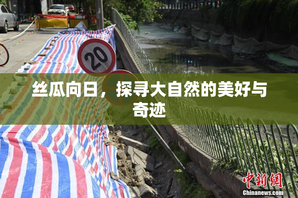 丝瓜向日，探寻大自然的美好与奇迹