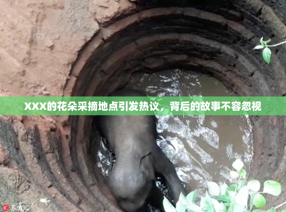 XXX的花朵采摘地点引发热议，背后的故事不容忽视