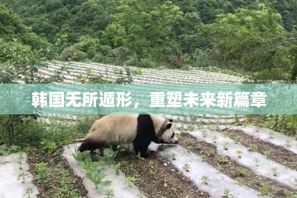 韩国无所遁形，重塑未来新篇章