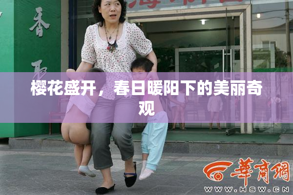 樱花盛开，春日暖阳下的美丽奇观
