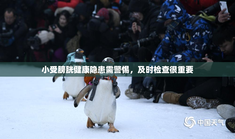 小受膀胱健康隐患需警惕，及时检查很重要