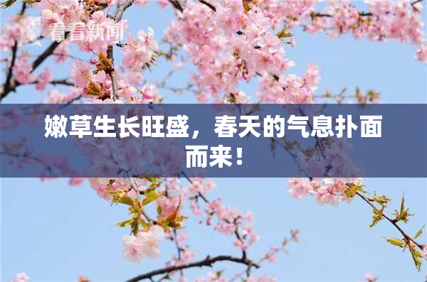 嫩草生长旺盛，春天的气息扑面而来！