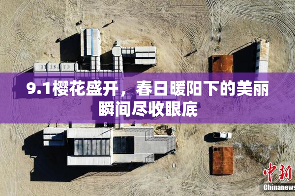 9.1樱花盛开，春日暖阳下的美丽瞬间尽收眼底