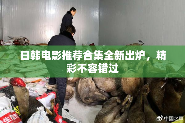 日韩电影推荐合集全新出炉，精彩不容错过