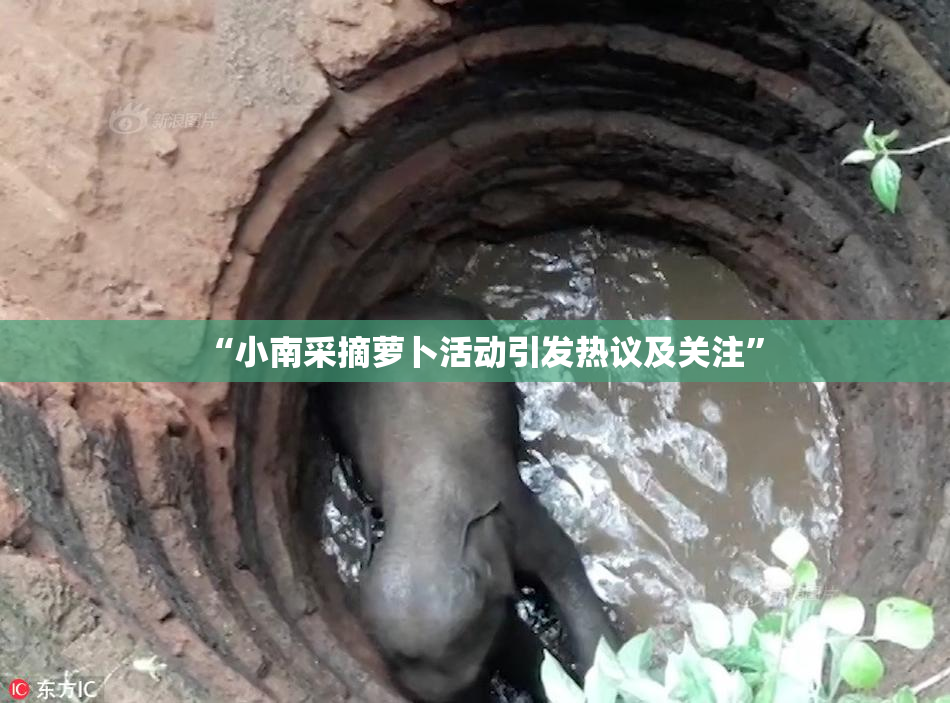 “小南采摘萝卜活动引发热议及关注”