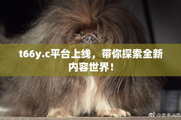 t66y.c平台上线，带你探索全新内容世界！
