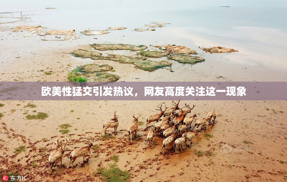 欧美性猛交引发热议，网友高度关注这一现象